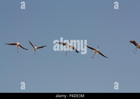 Flug der Flamingo Stockfoto