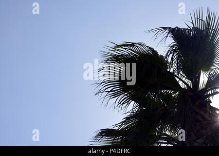 Oben in der Palme unter der Sonne Stockfoto