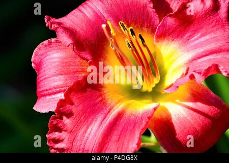 Nahaufnahme von einem roten Daylily am Atlanta Botanical Garden in Atlanta, Georgia, USA Stockfoto