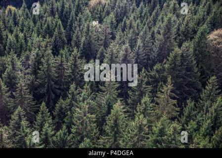Tanne Wald Blick von oben - wunderschöne Natur der Wald Stockfoto