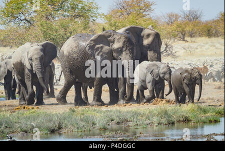 Elefanten Wasserloch Etoscha Nationalpark Namibia Stockfoto