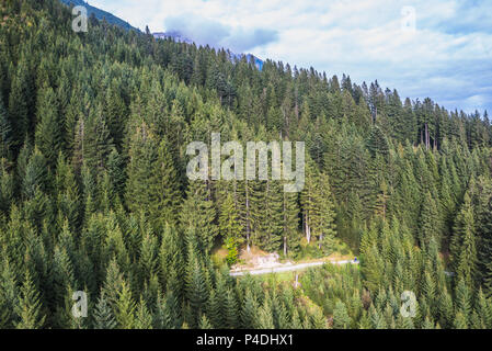 Tanne Wald Blick von oben - wunderschöne Natur der Wald Stockfoto