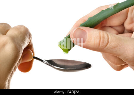 Händen Zusammendrücken der Saft der Aloe vera in Löffel auf weißem Hintergrund Stockfoto