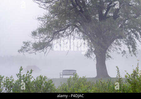 Eine kleine Sitzbank sitzt unterhalb einer majestätischen Weeping Willow Tree, alles in Nebel gehüllt Stockfoto