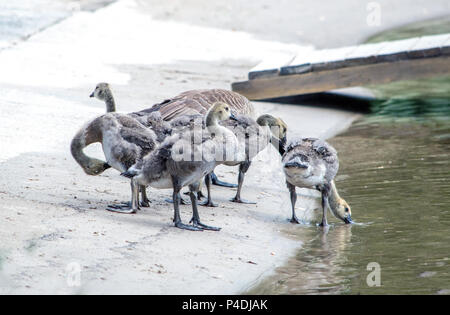 Baby Gänse am Ufer eines kleinen Sees in Michgian USA erkunden Stockfoto