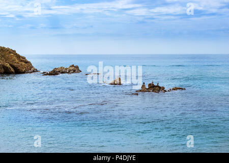 Seevögel Kormorane sitzen auf den Steinen der Berg Sa Palomera. Strand Küste von der spanischen Beach Resort Blanes im Sommer. Costa Brava, Cataloni Stockfoto