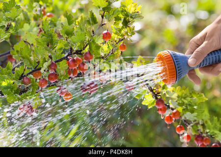 Hand Bewässerung Bush von Stachelbeeren im Garten Stockfoto