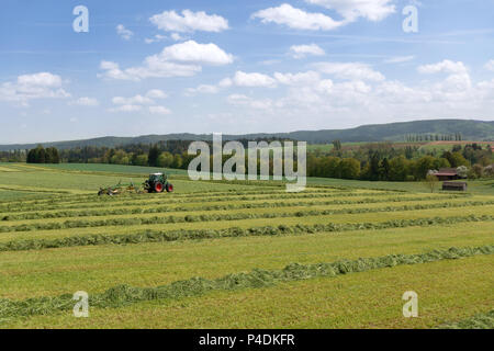 Traktor bei der Ernte von Grünfutter Stockfoto