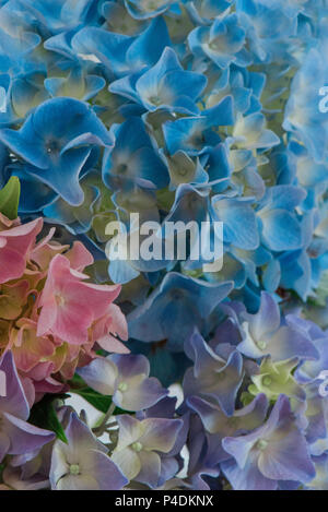 In der Nähe der bunten Blüten Hortensie Stockfoto