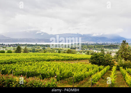 Reihen von Weinberg in Kelowna, BC, Kanada, mit Blick auf das Okanagan Tal mit dem See Okanagan im Hintergrund. Stockfoto