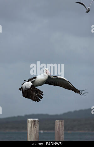 Australian Pink Pelican im Flug (Pelecanus conspicillatus), Albany Western Australia Stockfoto