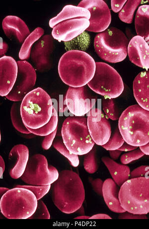 Rote Blutzellen. Rasterelektronenmikroskop Stockfoto