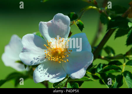 Blühenden Dog Rose - Rosa Canina - ist der Hintergrund grün und unscharf Stockfoto