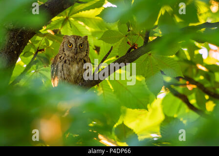 Scops Owl-Otus scops, schöne kleine Eule aus europäischen Wäldern und Wälder, östlichen Rodope Berge, Bulgarien. Stockfoto