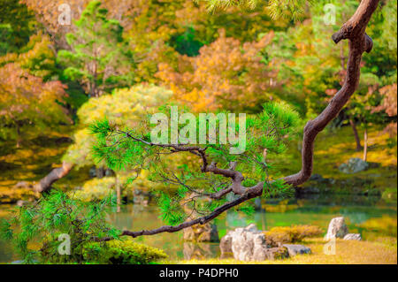 Japanischer Garten. Schönen japanischen Garten im Herbst an Tenryu ji Garten & Tempel. Stockfoto