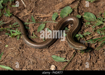 Italienische 3-toed Skink, Luscengola, Chalcides chalcides, Scincidae, Rascino Plateau, Latina, Latium, Italien Stockfoto