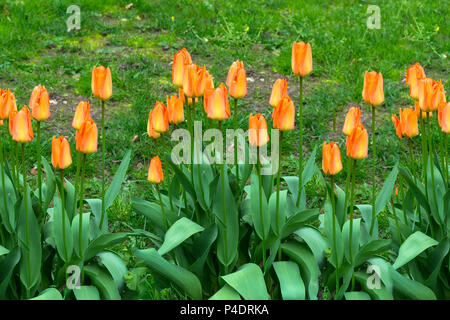 Rot und orange Tulpen vor dem hintergrund der grünen Gras. Stockfoto