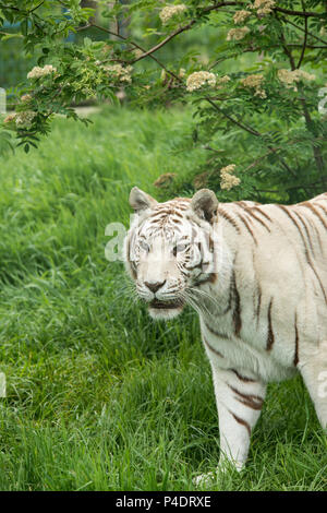 Atemberaubende portrait Bild von hybrid White Tiger Panthera tigris in lebendige Landschaft und Laub. Stockfoto