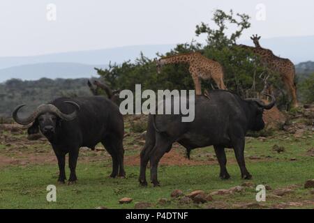 Afrikanischen Kap Savannah Buffalo bei Mahali Mzuri in der OLARE Motorogi Conservancy, Masai Mara, Kenia, Ostafrika. Syncerus caffer (Büffel) Stockfoto