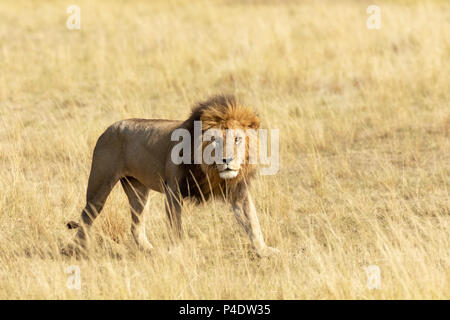 Watchful erwachsener männlicher Löwe aus dem langen Gras der Masai Mara in Kenia suchen. Platz für Ihren Text. Stockfoto