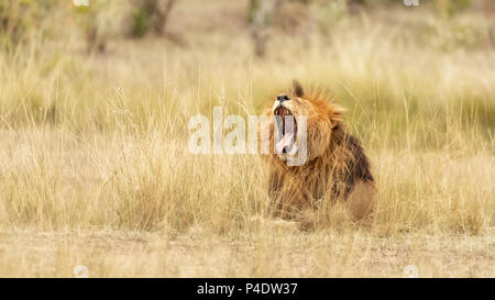 Junger männlicher Löwe brüllt oder gähnt, im hohen Gras der Masai Mara, Kenia. Stockfoto