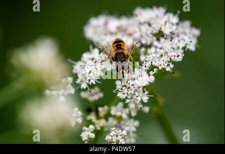 Ein hoverfly auf eine weiße Blume, Makro Bild Stockfoto