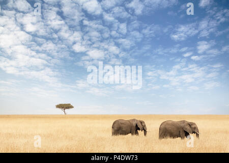 Zwei Elefanten in der rot-oat Grass der Masai Mara. Ein einsamer Akazie sitzt am Horizont. Stockfoto