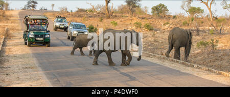 Krüger National Park, Südafrika - 6 November 2016: Touristen in Safari Fahrzeuge, Stopp auf einer Straße in Kruger National Park eine Herde Elefanten zu beobachten Stockfoto