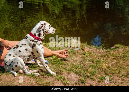 Hund Dalmatiner schützt die Gastgeberin am See an einem sonnigen Tag. Stockfoto