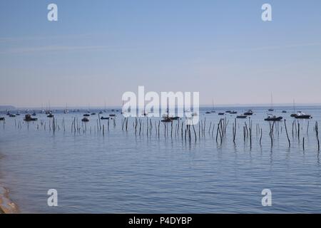 Am frühen Morgen Licht im L'Herbe, Bassin d'Arcachon, Aquitanien, Frankreich Stockfoto