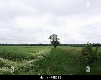 Blick über Felder in Woodmancote, West Sussex, Hampshire Grenze im Süden von England Stockfoto