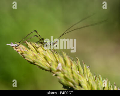 Closeup Schuß von jungen Kricket auf Gras Stammzellen Stockfoto