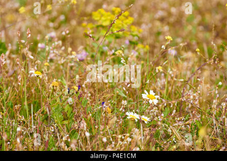 Blühende Feld voll von einer Vielzahl von bunten Blumen im Frühling in Can Marroig in Ses Salines Naturpark (Formentera, Balearen, Spanien) Stockfoto