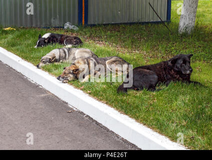 Vier heimatlose Hunde auf Gras im Sommer Tag ruhen Stockfoto