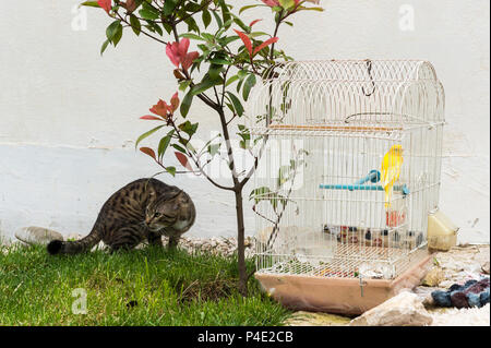 Cat roaming Vor ein Kanarienvogel im Käfig, Puntarenas, Albanien Stockfoto