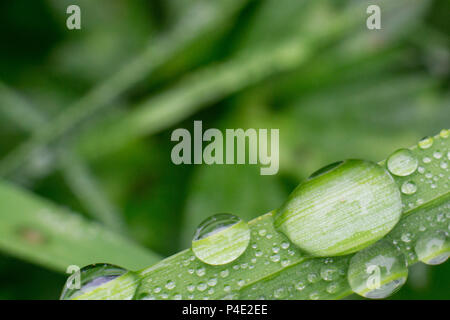 Wassertropfen auf Grashalm. Stockfoto