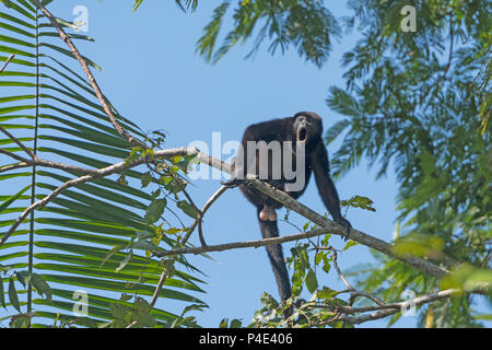 Männliche Brüllaffen heulen in der Bäume im Nationalpark Tortuguero in Costa Rica Stockfoto