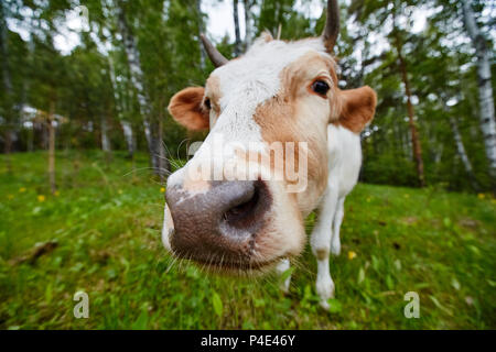 Komische Porträt einer Kuh Schuß auf ein Weitwinkelobjektiv Stockfoto