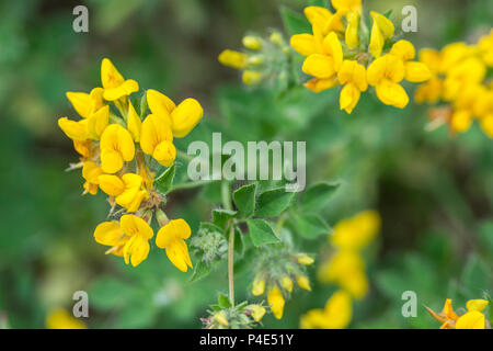 Glaubten die Aubergine Eierfrucht/Lotus corniculatu sein). Stockfoto