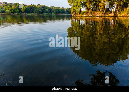 Bäume und der blaue Himmel spiegelt in Waldsee. Schöne Landschaft Stockfoto