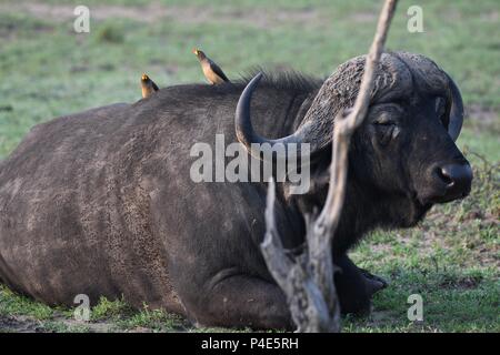 Afrikanischen Kap Savannah Buffalo bei Mahali Mzuri in der OLARE Motorogi Conservancy, Masai Mara, Kenia, Ostafrika. Syncerus caffer (Büffel) Stockfoto