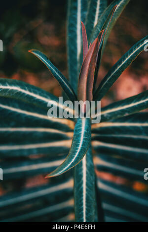 Euphorbia Blätter in der Natur Stockfoto