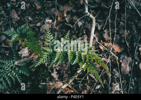 Ein Blatt asplenium Adiantum nigrum in der Natur Stockfoto