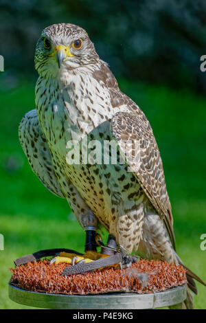 Eine Gyrfalcon (Falco rusticolus) in einer Falknerei. Es ist die größte Falcon Arten, die von mittelalterlichen Könige und Kaiser für die Jagd. Stockfoto