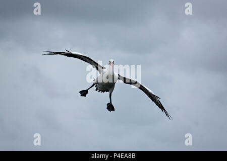 Australian Pink Pelican im Flug (Pelecanus conspicillatus), Albany Western Australia Stockfoto