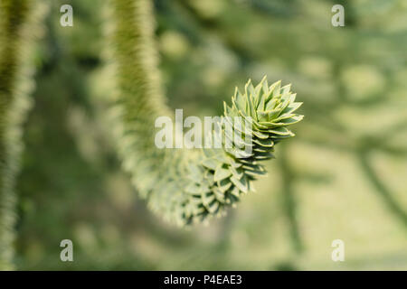 Monkey Puzzle Tree, Araucaria araucana, In der Nähe der Filialen Stockfoto