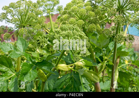 Nahaufnahme von Garden Angelica Blütenkopf Blütenkopf (Angelica archangelica) im Frühling Sommer England UK Vereinigtes Königreich GB Großbritannien Stockfoto