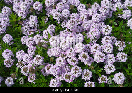 Nahaufnahme von lila Blume blühenden Garten Kräuter Thymianblüten im Frühling Sommer England UK Vereinigtes Königreich GB Großbritannien Stockfoto