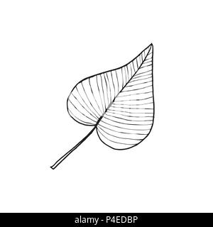 Hand blatt Skizze gezeichnet. Blatt im Einklang Art Style auf weißem Hintergrund. Stock Vektor