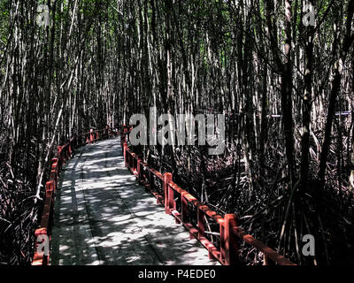 Rote hölzerne Brücke zu Fuß durch den Mangrovenwald. Stockfoto